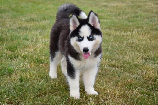 Husky pups - 7