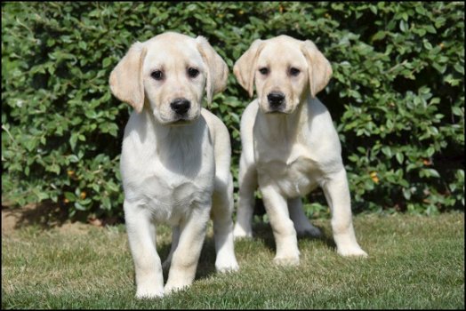 Labrador pups - 1