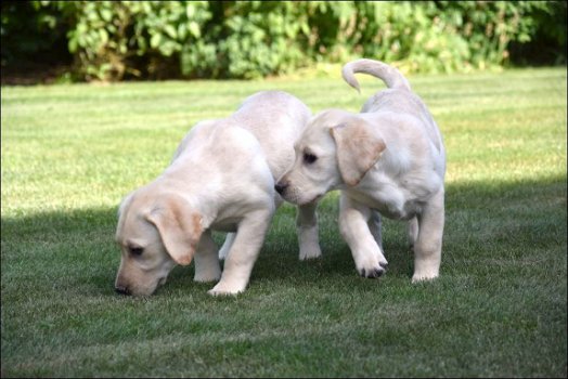 Labrador pups - 3