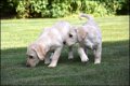Labrador pups - 3 - Thumbnail