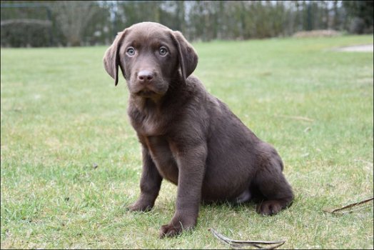 Labrador pups - 4