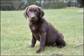 Labrador pups - 4 - Thumbnail