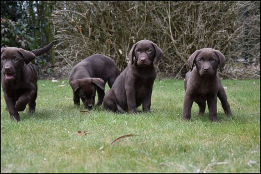 Labrador pups - 2