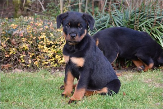 Rottweiler pups - 1