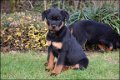 Rottweiler pups - 1 - Thumbnail