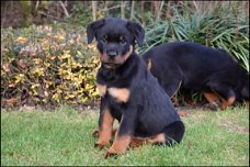 Rottweiler pups