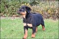 Rottweiler pups - 2 - Thumbnail