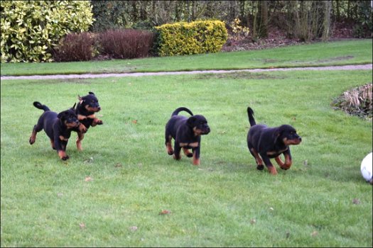 Rottweiler pups - 3