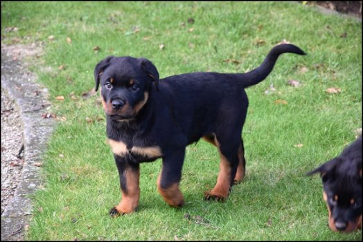 Rottweiler pups - 4