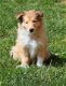 Schotse collie pups - 1 - Thumbnail