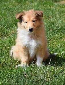 Schotse collie pups