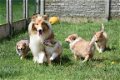 Schotse collie pups - 2 - Thumbnail
