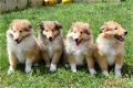 Schotse collie pups - 4 - Thumbnail