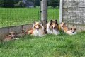 Schotse collie pups - 5 - Thumbnail