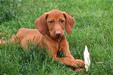 Vizsla pups