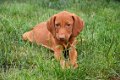 Vizsla pups - 3 - Thumbnail