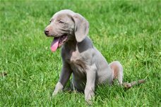 Weimaraner pups