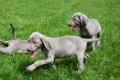 Weimaraner pups - 2 - Thumbnail