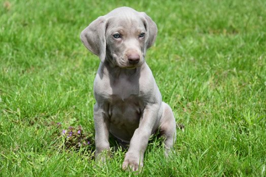 Weimaraner pups - 3