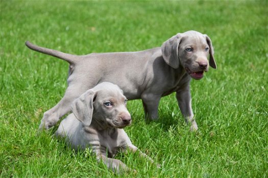 Weimaraner pups - 4