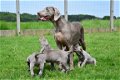 Weimaraner pups - 6 - Thumbnail