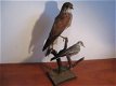 2 Prachtige opgezette vogels ca. 1920! - 1 - Thumbnail