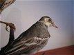 2 Prachtige opgezette vogels ca. 1920! - 3 - Thumbnail