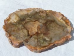 Versteend hout (03)