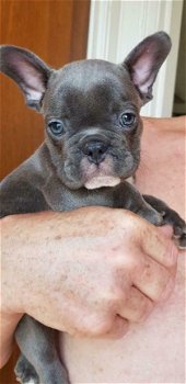 Mooie Blauwe Franse Bulldog pups. - 2