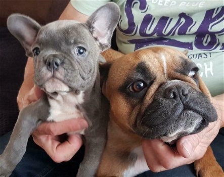 Mooie Blauwe Franse Bulldog pups. - 3