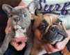 Mooie Blauwe Franse Bulldog pups. - 3 - Thumbnail