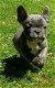 Mooie Blauwe Franse Bulldog pups. - 4 - Thumbnail