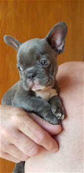 Lieve Blauwe Franse Bulldog pups - 1