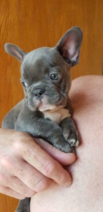 Lieve Blauwe Franse Bulldog pups