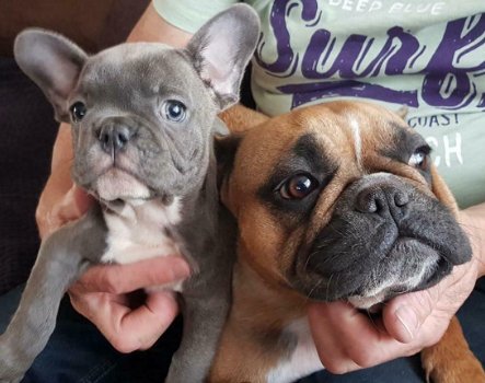 Lieve Blauwe Franse Bulldog pups - 3