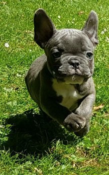 Lieve Blauwe Franse Bulldog pups - 4