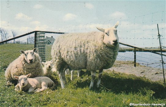 Schapen op Texel 1971 - 1