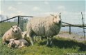 Schapen op Texel 1971 - 1 - Thumbnail