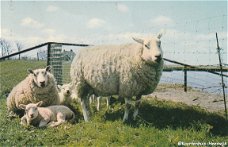 Schapen op Texel 1971