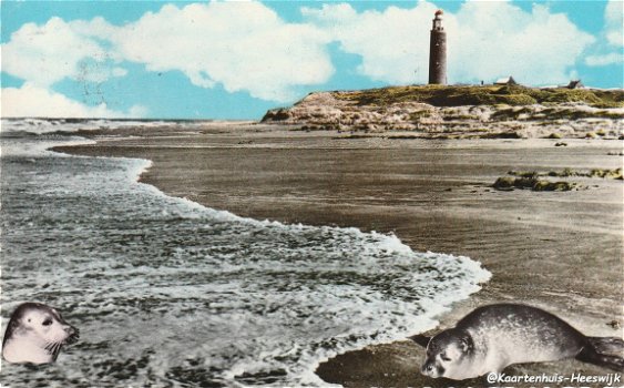 Texel strand met zeehonden - 1