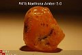 #41 Ruwe Barnsteen Natural Amber Bernstein - 1 - Thumbnail