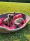 blauwe franse bulldog puppies mama aanwezig - 2 - Thumbnail