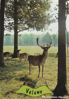 Veluwe 1982