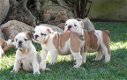 Beschikbaar Engelse Bulldog Pups - 1 - Thumbnail