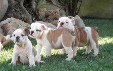 Beschikbaar Engelse Bulldog Pups