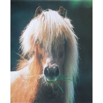 Pony poster bij Stichting Superwens! - 1