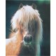 Pony poster bij Stichting Superwens! - 1 - Thumbnail