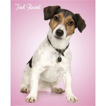 Jack Russell poster bij Stichting Superwens! - 1