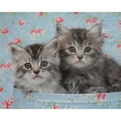 Kittens in a Tin poster bij Stichting Superwens! - nr. 1