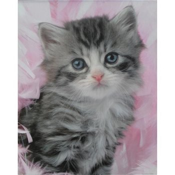 Kitten With Pink Feathers poster bij Stichting Superwens! - 1